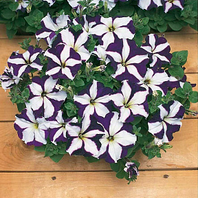 Петуния Капит Синяя звезда