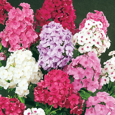 Фото Флокс метельчатый набор Лето в деревне