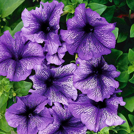 Фото Петуния Дадди Голубая