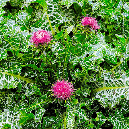 Фото Расторопша, остро-пёстро, молочный чертополох