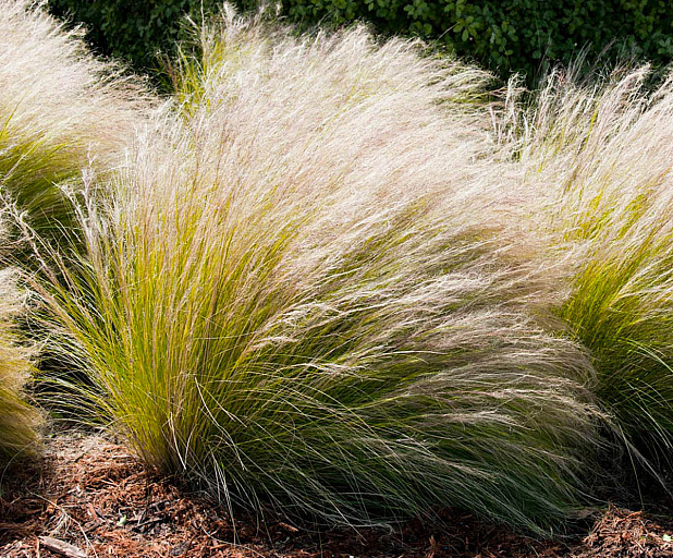 Stipa capillata - Image of an specimen - Plantarium