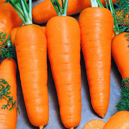 Фото Морковь Болтекс