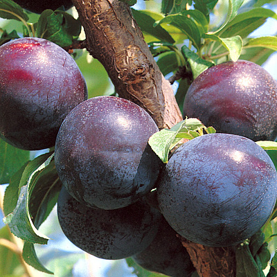 Слива Степная синяя