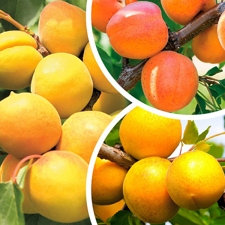 Фото Комплект абрикосов №3: Кичигинский, Хабаровский, Цезарь