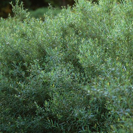 Фото Ива пурпурная Нана