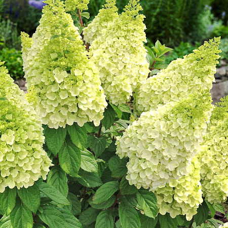 Фото Гортензия метельчатая Мэджикал кэндл