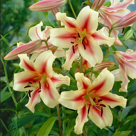 Фото Лилия ОТ-гибрид Лавон