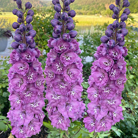 Фото Дельфиниум Дельфис Пинк Пауэр