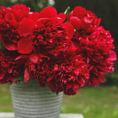 Фото Пион Ред Шарм