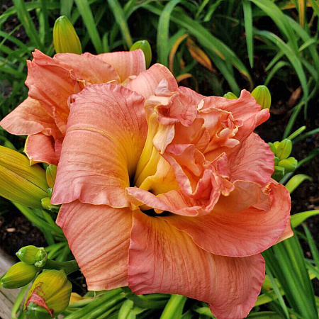 Фото Лилейник Кендллайт Диннер