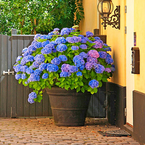 Гортензия крупнолистная Никко Блю