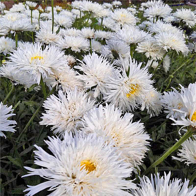 Нивяник наибольший Аглая