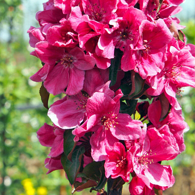 Яблоня декоративная колоновидная  Розовая сказка