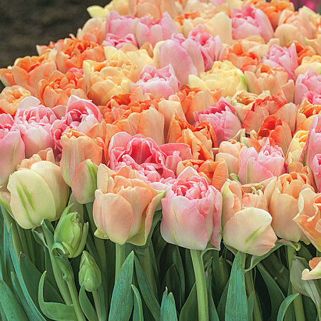 Фото Тюльпан Анжелика набор