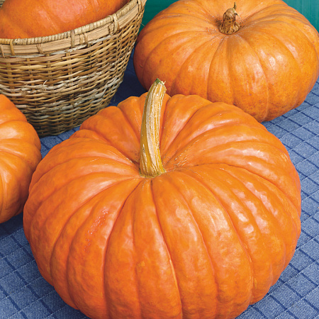 Фото Тыква Руж Виф  F1