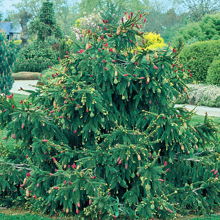 Фото Ель обыкновенная Акрокона