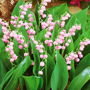 Ландыш Розовый