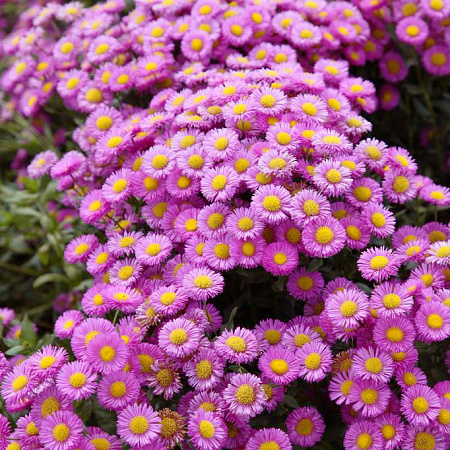 Фото Эригерон Фостер лайблинг