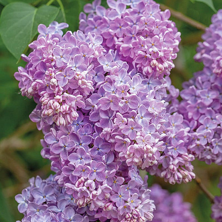 Фото Сирень Мечта