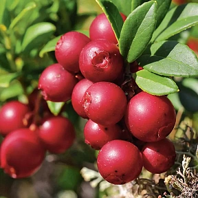 Брусника Ред Перл