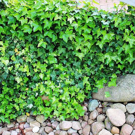 Фото Плющ обыкновенный Профессор Сенета