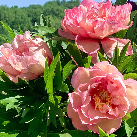 Фото Пион ИТО-гибрид Мэджикал Мистери Тур