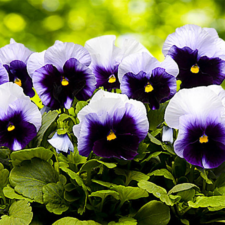 Фото Виола Панола Светлячок