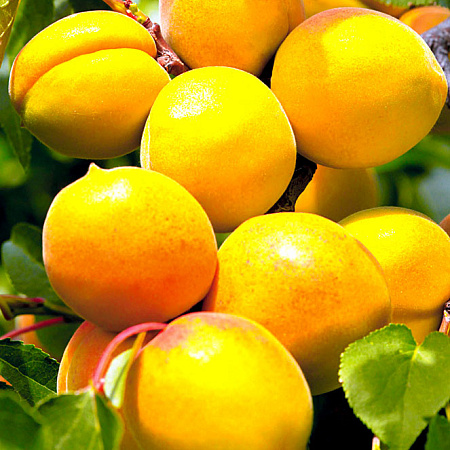 Фото Абрикос Хабаровский