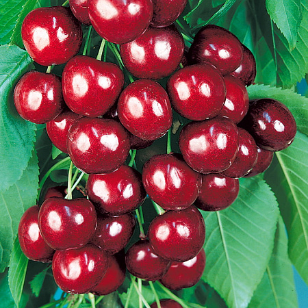 Фото Черешня Овстуженка