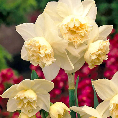 Нарцисс Вайт Марвел