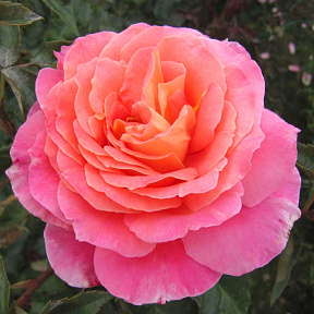 Роза чайно-гибридная Одрей Вилкокс, С12,5 л