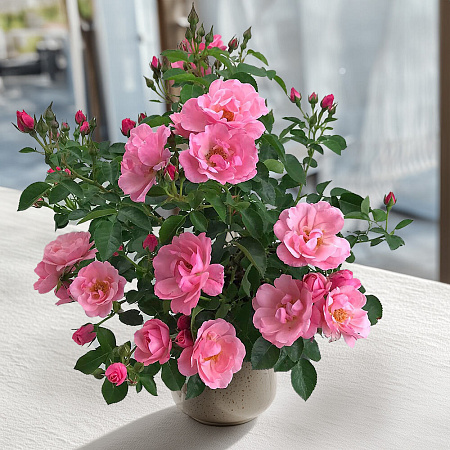 Фото Роза чайно-гибридная Изнт Ши Прешез