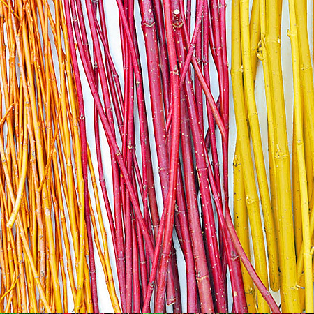 Фото Дёрен Белый сибирский