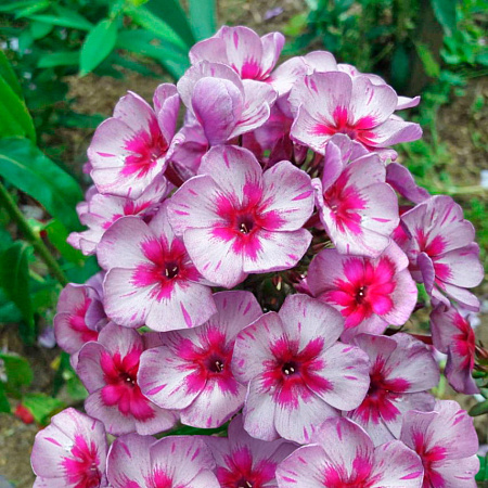 Фото Флокс метельчатый Старый Маяк