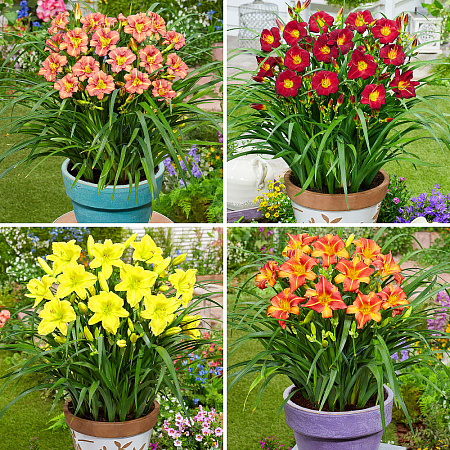 Фото Лилейники Лонго набор