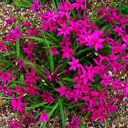 Фото Родогипоксис Красный