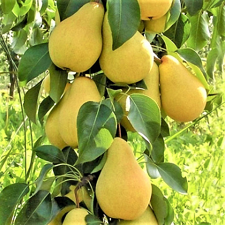 Фото Груша колонновидная Декора