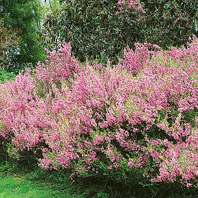 Миндаль Розовая пена