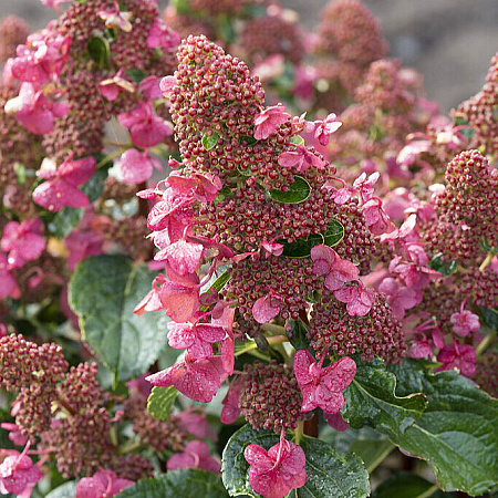 Фото Гортензия метельчатая Инфинити
