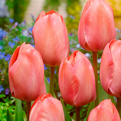 Тюльпан Дарвинов гибрид Сэлмон Ван Эйк