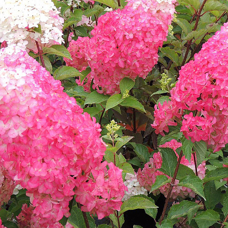 Фото Гортензия метельчатая Фрайз Мелба