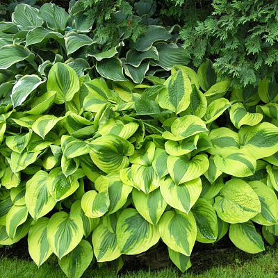 Хоста Мун Сплит