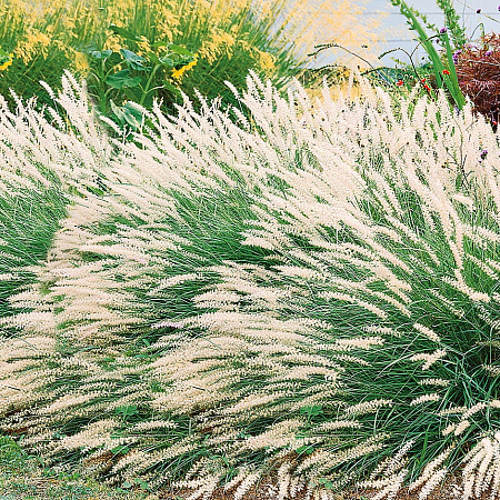 Фото Пеннисетум восточный