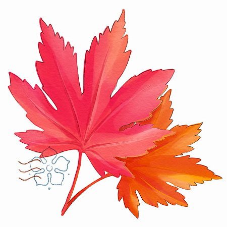 Фото Клён ложнозибольдов