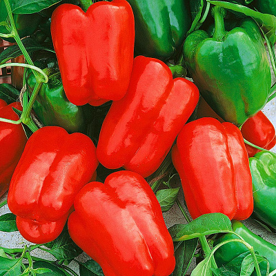 Перец сладкий Омброне F1