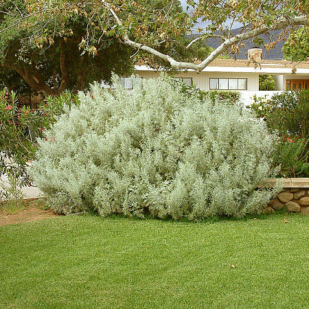 Фото Полынь Древовидная