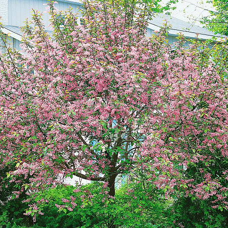 Фото Черемуха обыкновенная Колората