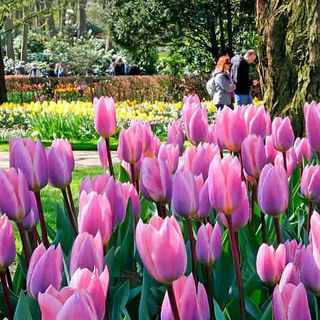 Фото Тюльпан Дарвинов гибрид Лайт энд Дрими