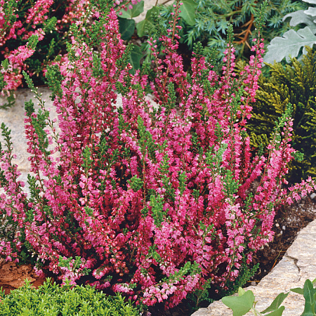 Фото Вереск обыкновенный Аллегро