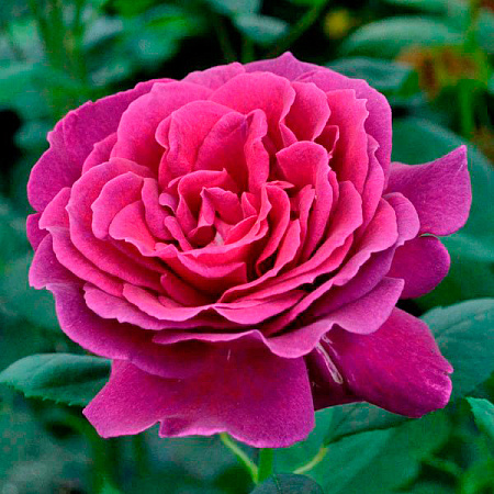 Фото Роза чайно-гибридная Биг Перпл